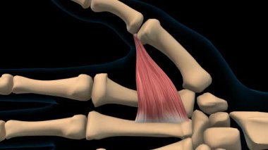 Kaçırıcı pollikis kas anatomisi tıbbi konsept 3 boyutlu animasyon için