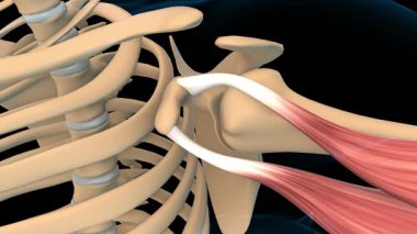 Tıbbi konsept 3 boyutlu animasyon için kol kası anatomisi