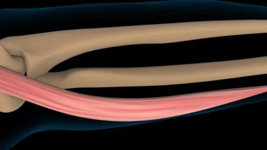 Tıbbi konsept 3 boyutlu animasyon için Extensor carpi radialis longus kas anatomisi