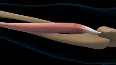 Tıbbi Konsept 3 boyutlu animasyon için Extensor carpi ulnaris kas anatomisi