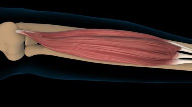 Tıbbi konsept 3 boyutlu animasyon için uzatmalı dijitorum kas anatomisi