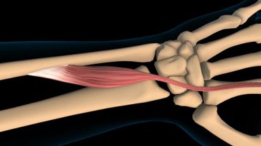 Tıbbi konsept 3 boyutlu animasyon için uzatma göstergesi kas anatomisi