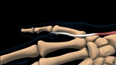 Tıbbi konsept 3 boyutlu animasyon için Extensor pollikis brevis kas anatomisi