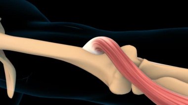 Tıbbi konsept 3 boyutlu animasyon için kas anatomisi