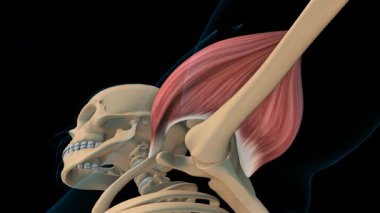 Tıbbi konsept 3 boyutlu animasyon için Deltoideus kas anatomisi