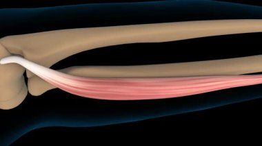 Tıbbi konsept 3 boyutlu animasyon için Extensor carpi radialis brevis kas anatomisi
