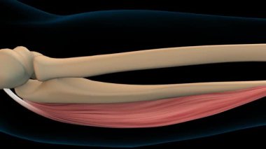 Tıbbi konsept 3 boyutlu animasyon için Flexor carpi ulnaris kas anatomisi