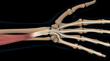 Tıbbi konsept 3 boyutlu animasyon için Flexor digitorum profundus kas anatomisi