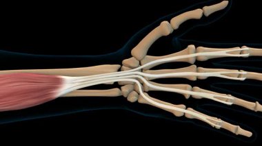 Tıbbi Konsept 3 boyutlu animasyon için Flexor digitorum yüzeysel kas anatomisi