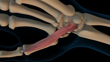 Tıbbi Konsept 3 boyutlu animasyon için Flexor Pollicis brevis Kas Anatomisi