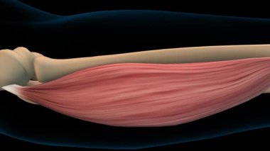 Tıbbi konsept 3 boyutlu animasyon için Flexor carpi radialis kas anatomisi