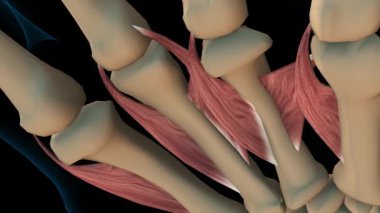 Tıbbi konsept 3 boyutlu animasyon için lombrikal kas anatomisi