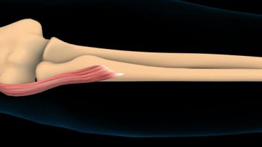 Pronator, tıbbi konsept 3D animasyon için kas anatomisini tanımlıyor