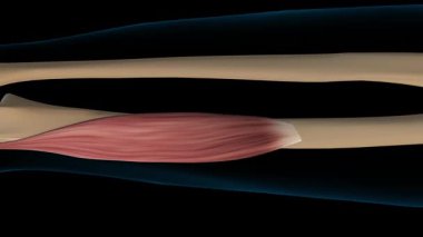 Tıbbi konsept 3 boyutlu animasyon için Flexor pollicis longus kas anatomisi