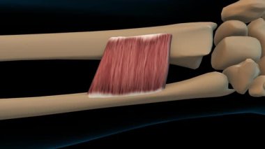 Tıbbi konsept 3 boyutlu animasyon için önleyici kuadratus kas anatomisi