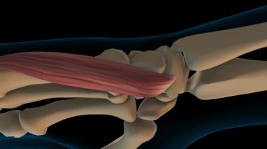 Tıbbi konsept 3D animasyon için Digital Quinti kas anatomisine karşı çıkanlar