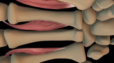 Tıbbi konsept 3 boyutlu animasyon için Palmar interossei kas anatomisi