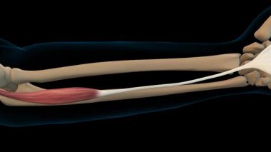 Tıbbi konsept 3 boyutlu animasyon için Palmaris longus kas anatomisi