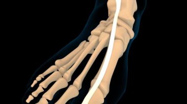 Tıbbi konsept 3 boyutlu animasyon için uzatmalı halüsinasyon uzun kas anatomisi