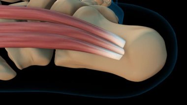 Tıbbi konsept 3 boyutlu animasyon için Flexor digitorum brevis kas anatomisi