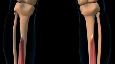 Tıbbi konsept 3 boyutlu animasyon için Flexor digitorum longus kas anatomisi