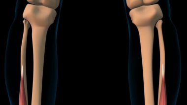 Tıbbi konsept 3 boyutlu animasyon için Flexor halüsinasyon longus kas anatomisi