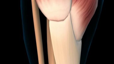 Tıbbi konsept 3 boyutlu animasyon için Gastrocnemius kas anatomisi