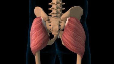 Tıbbi Konsept 3 boyutlu animasyon için Gluteus maximus Kas Anatomisi