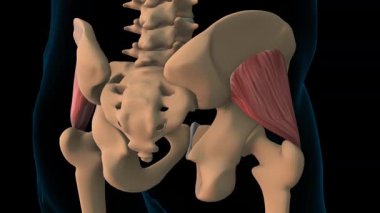 Tıbbi konsept 3 boyutlu animasyon için gluteus minimus kas anatomisi