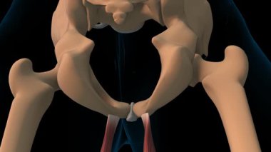 Tıbbi konsept için Gracilis kas anatomisi 3 boyutlu animasyon