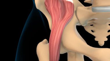 Tıbbi konsept 3 boyutlu animasyon için Iliacus kas anatomisi