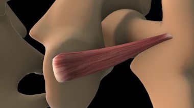 Tıbbi konsept 3 boyutlu animasyon için alt gemellus kas anatomisi