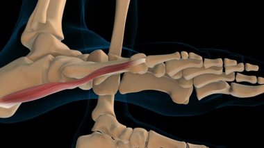 3D animasyon için kaçırıcı digiti minimi ayak kası anatomisi