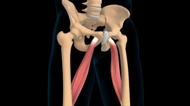 Tıbbi konsept 3 boyutlu animasyon için Addüktör Longus kas anatomisi