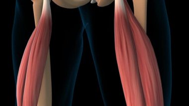 Bicep femoris kas anatomisi tıbbi konsept 3 boyutlu animasyon için