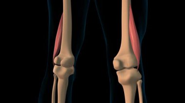 Bicep femoris kısa kas anatomisi tıbbi konsept 3 boyutlu animasyon için