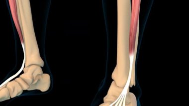 Tıbbi konsept 3 boyutlu animasyon için uzatmalı dijitorum longus kas anatomisi