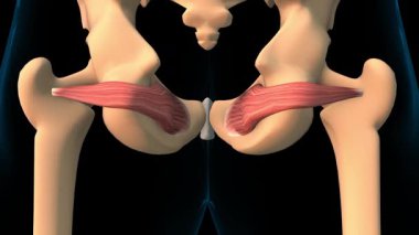 Tıbbi konsept 3 boyutlu animasyon için obturator internus kas anatomisi