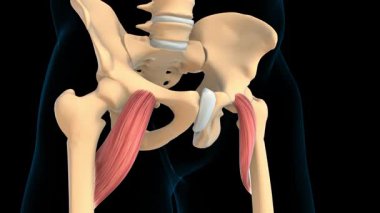 Pectineus Kas Anatomisi Tıbbi Konsept 3 boyutlu animasyon