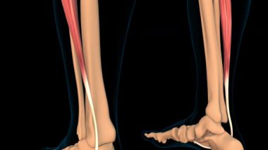 Tıbbi konsept 3 boyutlu animasyon için Peroneus longus kas anatomisi