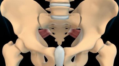 Piriforis Kas Anatomisi Tıbbi Konsept 3 boyutlu animasyon