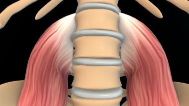 Tıbbi Konsept için Psoas Büyük Kas Anatomisi 3 boyutlu animasyon