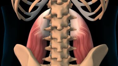 Tıbbi Konsept için Psoas Büyük Kas Anatomisi 3 boyutlu animasyon