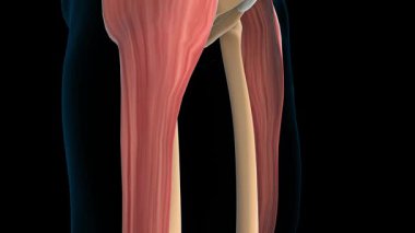 Tıbbi Konsept 3 boyutlu animasyon için tensör fasiae latae kas anatomisi