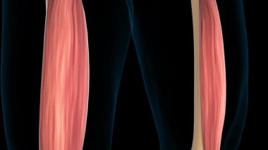 Medikal Konsept 3 boyutlu animasyon için ara kas anatomisi