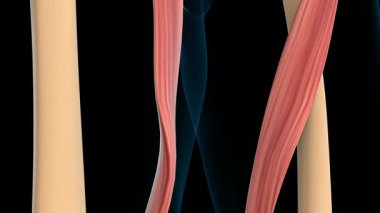 Tıbbi Konsept için Sartorius Kas Anatomisi 3 boyutlu animasyon