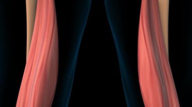 Medikal Konsept 3 boyutlu animasyon için yarı membran kas anatomisi