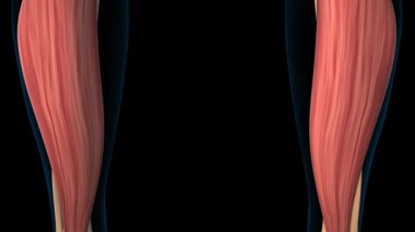 Soleus Kas Anatomisi Tıbbi Konsept 3 boyutlu animasyon