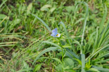 İsviçre 'nin Zürih kentinde beyaz bir çiçeğe tünemiş gümüş renkli (Plebejus argus) kelebek