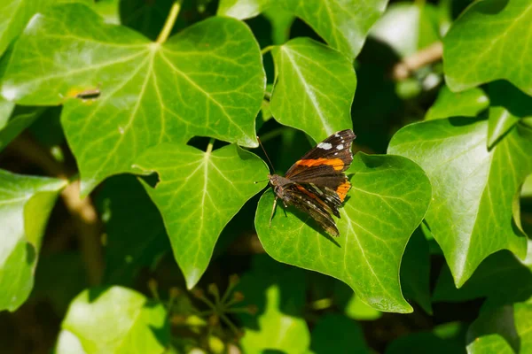 Κόκκινη Πεταλούδα Ναύαρχος Vanessa Atalanta Σκαρφαλωμένη Ένα Πράσινο Φύλλο Στη — Φωτογραφία Αρχείου